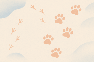 Empreintes hivernales